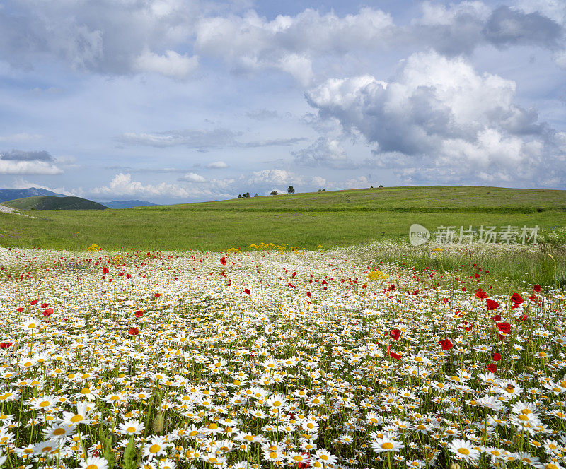 意大利阿布鲁齐拉奎拉省Campo Imperatore附近的雏菊草地